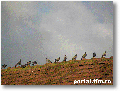 pigeons